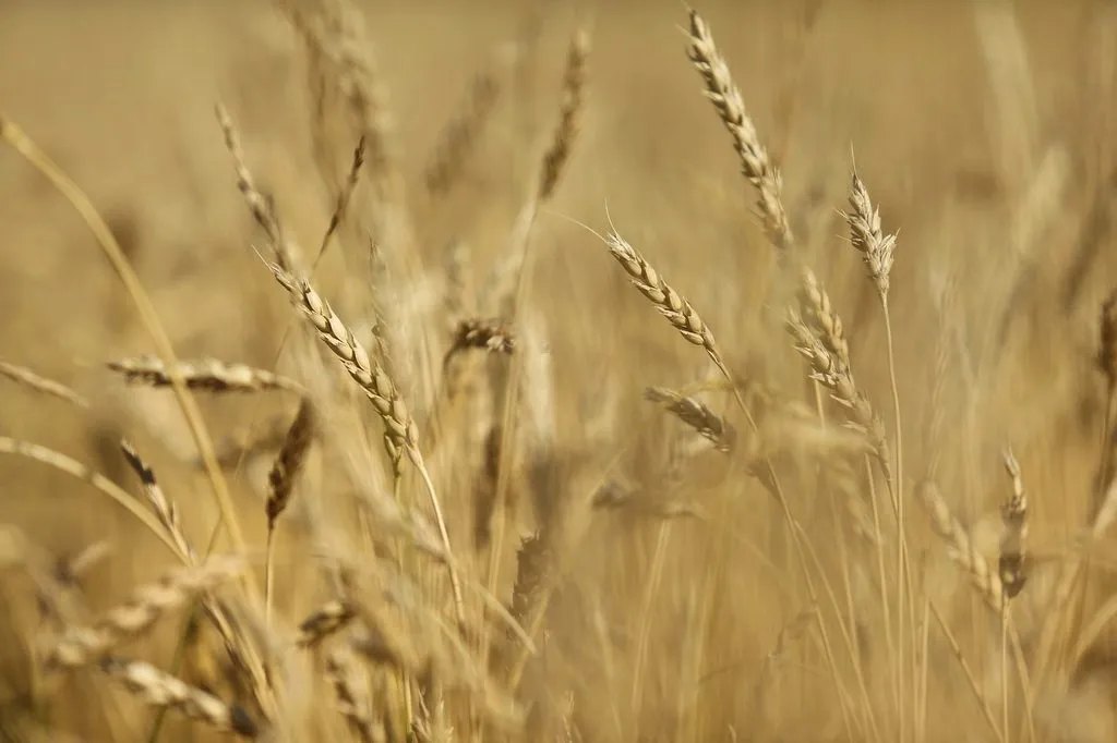 фотография продукта Продаем пшеницу продовольственную