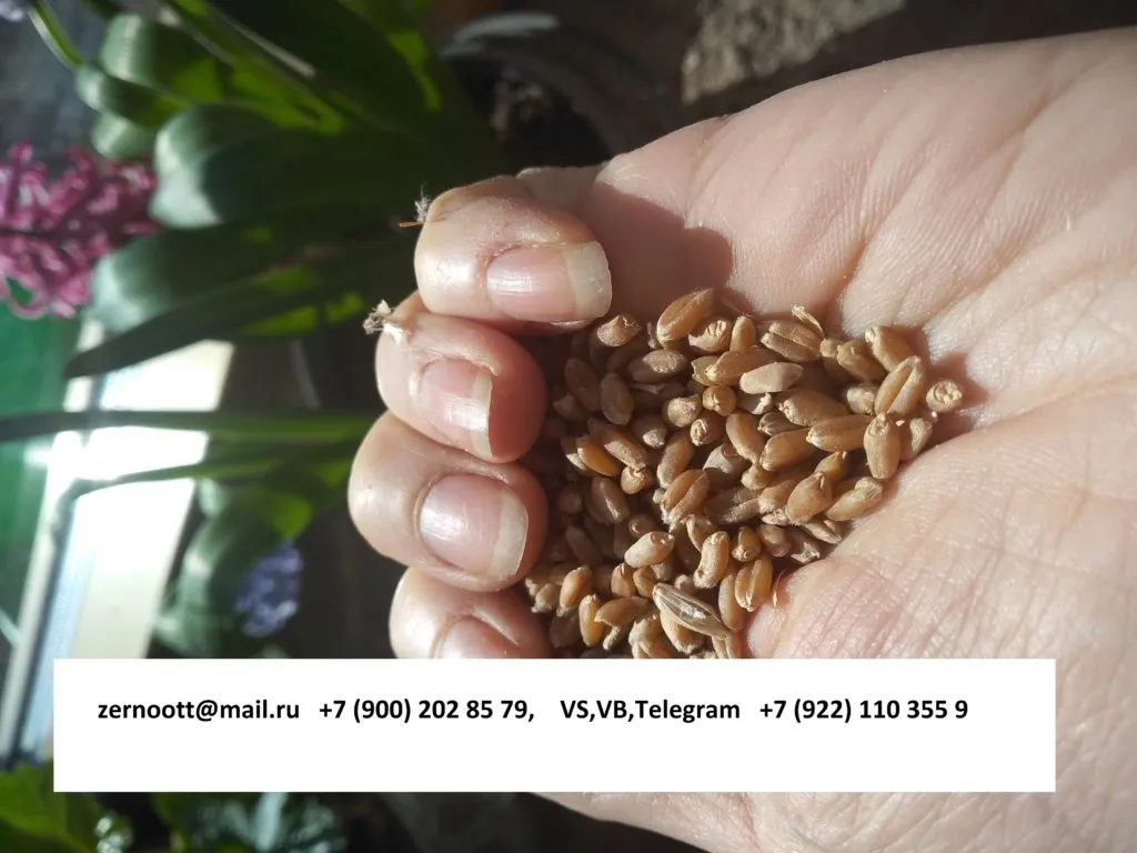 пшеница 3,4,5 класс Экспорт из РФ в Нижнем Тагиле 3