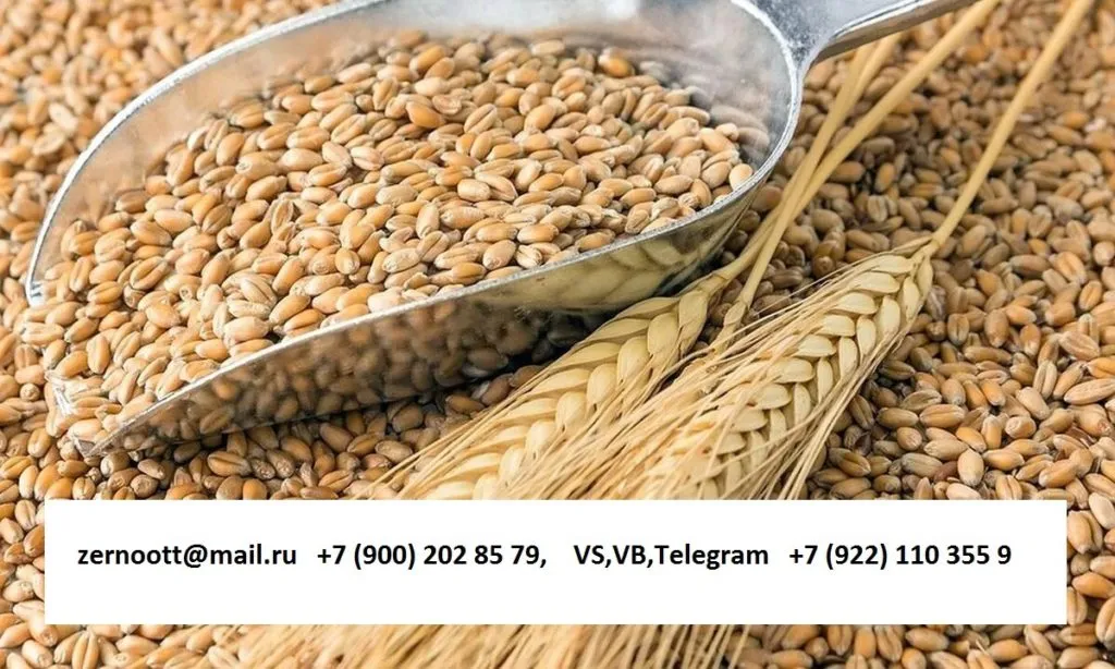 пшеница 3,4,5 класс Экспорт из РФ в Нижнем Тагиле 5