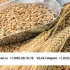 пшеница 3,4,5 класс Экспорт из РФ в Нижнем Тагиле 5