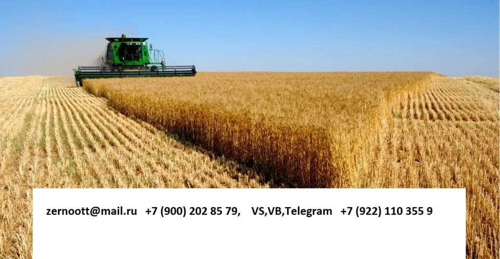 пшеница 3,4,5 класс Экспорт из РФ в Нижнем Тагиле 2