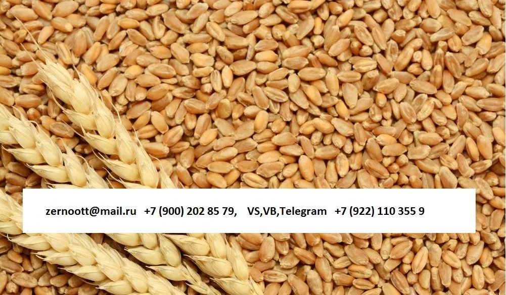 пшеница 3,4,5 класс Экспорт из РФ в Нижнем Тагиле 4
