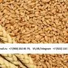 пшеница 3,4,5 класс Экспорт из РФ в Нижнем Тагиле 4