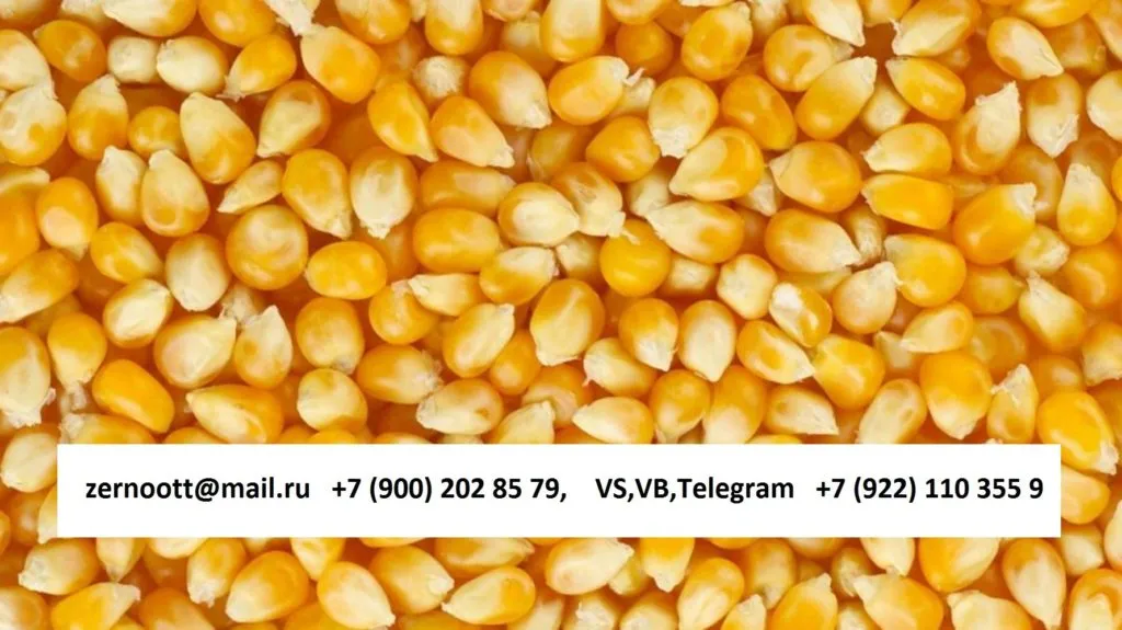 кукуруза фуражная Экспорт из РФ в Нижнем Тагиле 3
