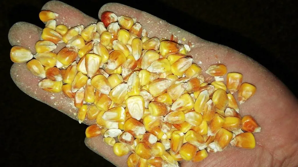 кукуруза фуражная в Ирбите