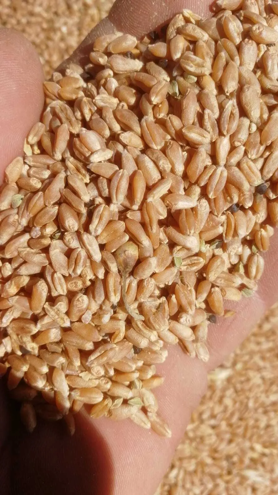 фотография продукта Пшеница для КНР
