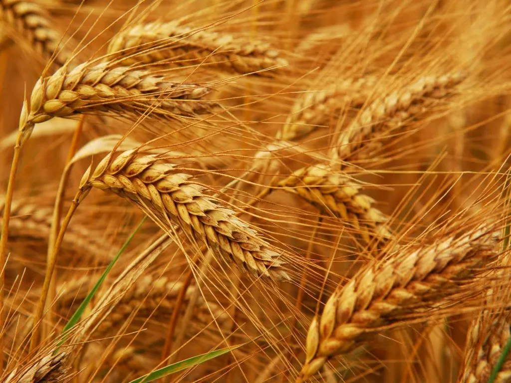 фотография продукта Пшеница 5 кл.